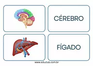 Órgãos do corpo humano