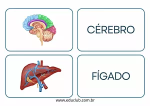 Órgãos do corpo humano