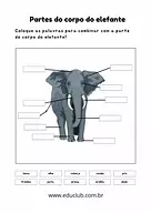 Partes do corpo do elefante