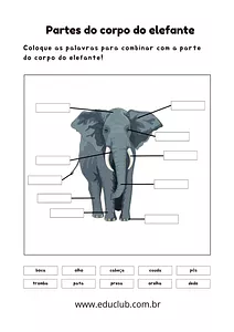 Partes do corpo do elefante