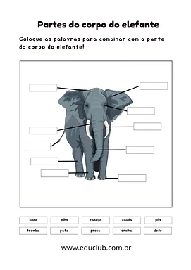 Partes do corpo do elefante Partes do corpo do elefante para 5º Ano, 4º Ano, 3º Ano, 2º Ano, 1º Ano de Ciências, Seres Vivos - Material educacional