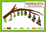Metamorfose da borboleta