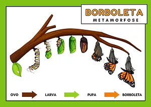 Metamorfose da borboleta