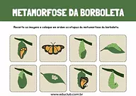 Atividade sobre metamorfose da borboleta 2o ano