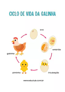 Cartaz sobre ciclo de vida da galinha