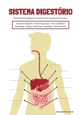 Atividade sobre sistema digestório Atividade sobre sistema digestório para 5º Ano, 4º Ano, 3º Ano de Ciências, Corpo humano - Material educacional