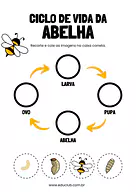 Atividade sobre o ciclo de vida da abelha para 4º Ano, 3º Ano, 2º Ano de Ciências, Seres Vivos, Ciclos de vida - Material ...