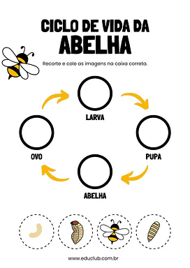 Atividade sobre o ciclo de vida da abelha Atividade sobre o ciclo de vida da abelha para 4º Ano, 3º Ano, 2º Ano de Ciências, Seres Vivos, Ciclos de vida - Material ...