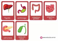 Flashcards dos órgãos do sistema digestório