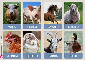 Animais da granja em imagens reais