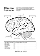 Partes do cérebro e suas funções Partes do cérebro e suas funções para 5º Ano, 4º Ano de Ciências, Corpo humano - Material educacional