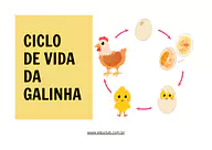 Atividade sobre o ciclo de vida da galinha para 3º Ano, 2º Ano de Ciências, Seres Vivos - Material educacional