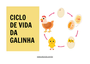 Atividade sobre o ciclo de vida da galinha