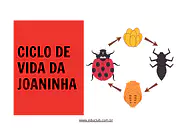 Atividade sobre ciclo de vida da joaninha para 3º Ano, 2º Ano de Ciências, Seres Vivos, Ciclos de vida - Material educacional