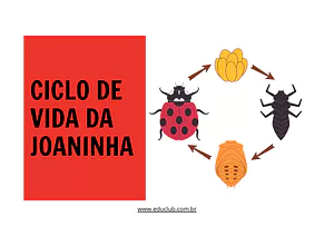 Atividade sobre ciclo de vida da joaninha