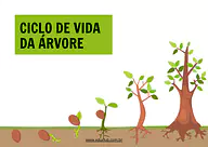 Atividade sobre ciclo de vida da árvore Atividade sobre ciclo de vida da árvore para 5º Ano, 4º Ano, 3º Ano, 2º Ano, 1º Ano de Datas Comemorativas, Ciências, Plan...