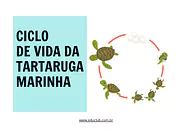 Ciclo de vida da tartaruga marinha Ciclo de vida da tartaruga marinha para 3º Ano, 2º Ano, 1º Ano de Ciências, Seres Vivos, Ciclos de vida - Material educaci...