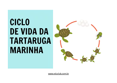 Ciclo de vida da tartaruga marinha para 3º Ano, 2º Ano, 1º Ano de Ciências, Seres Vivos, Ciclos de vida - Material educaci...