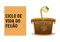 Atividade do ciclo de vida do feijão para Educação Infantil para Creche, Pré-Escola de Ciências, Plantas, Ciclos de vida -...