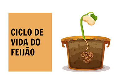 Atividade do ciclo de vida do feijão para Educação Infantil para Creche, Pré-Escola de Ciências, Plantas, Ciclos de vida -...