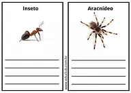 Qual a diferença entre insetos e aracnídeos?