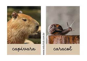 Animal com a letra C