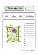 Atividade célula vegetal