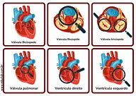 Partes do coração humano