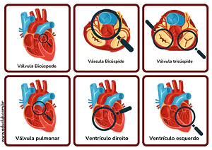 Partes do coração humano