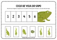 Ciclo de vida do sapo para Educação Infantil