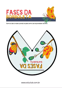 Fases da borboleta