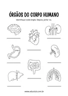 Quais são os órgãos do corpo humano?