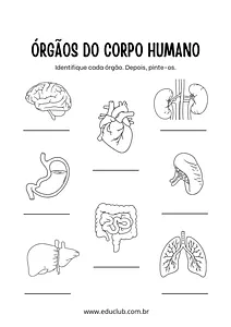 Quais são os órgãos do corpo humano?
