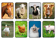 Animais domésticos para Educação Infantil para Creche, Pré-Escola de Ciências, Seres Vivos - Material educacional