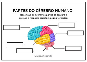 Cérebro e suas partes