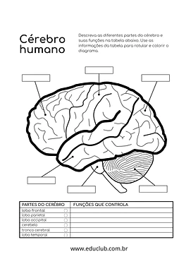 Partes do cérebro e suas funções para 5º Ano, 4º Ano de Ciências, Corpo humano - Material educacional